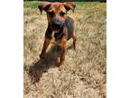 Adopt Pepper a Patterdale Terrier (Fell Terrier) / Mixed dog in Tool