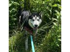 Adopt Mack a Black Siberian Husky / Mixed dog in Sherman, NY (38899675)