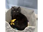 Adopt OJ a All Black Domestic Shorthair / Mixed cat in Milford, IA (38804149)