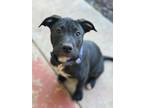 Adopt Titan a Labrador Retriever, Pit Bull Terrier