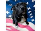 Adopt Atlas a Labrador Retriever, Pit Bull Terrier