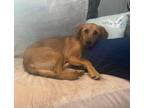 Adopt Clove a Labrador Retriever