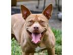 Adopt Derby a Pit Bull Terrier, American Staffordshire Terrier