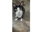 Adopt Sylvester a Black & White or Tuxedo Domestic Longhair / Mixed cat in San