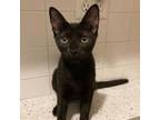 Adopt Mastermind a All Black Domestic Shorthair / Mixed cat in New York