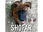 Adopt Shofar Maniscalcou a Brindle Catahoula Leopard Dog dog in Twin Falls