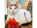 Adopt Lily a Domestic Mediumhair / Mixed (medium coat) cat in Cambria