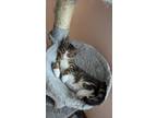 Adopt Murphy a Brown Tabby Domestic Shorthair cat in St. Augustine