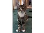 Adopt Oliver a Domestic Shorthair / Mixed (short coat) cat in Sewell