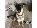 Adopt Shiloh a Black - with Tan, Yellow or Fawn German Shepherd Dog dog in