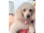 Adopt Dolly a Poodle (Miniature) / Mixed dog in Libertyville, IL (38796619)