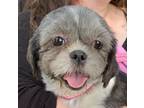 Adopt All Inn Sally a White - with Gray or Silver Shih Tzu / Mixed dog in