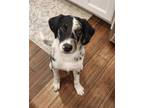 Adopt Tanner a Merle Australian Shepherd / Catahoula Leopard Dog / Mixed dog in