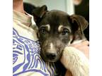 Adopt Shy Guy a Mixed Breed