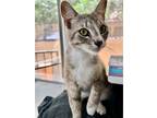 Adopt Harley a Gray, Blue or Silver Tabby Domestic Shorthair / Mixed (short