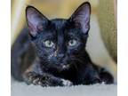 Adopt Peyton a Tortoiseshell Domestic Shorthair / Mixed (short coat) cat in Los