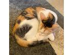 Adopt Rotini a Calico or Dilute Calico Calico / Mixed (medium coat) cat in Los