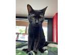 Adopt Dorothee Pesch a Domestic Shorthair / Mixed (short coat) cat in