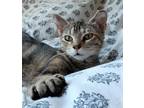Adopt Feona a Gray, Blue or Silver Tabby Tabby (short coat) cat in Glendale