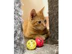 Adopt Tiny a Orange or Red (Mostly) Domestic Shorthair / Mixed (short coat) cat