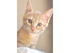 Adopt APRICOT a Orange or Red (Mostly) Domestic Shorthair / Mixed (short coat)