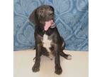Adopt Oliver a Black Labrador Retriever dog in Forrest City, AR (38887766)