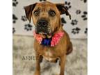 Adopt Annie a Brown/Chocolate Boxer / Mixed dog in Madisonville, TN (38827402)