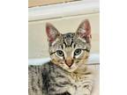 Adopt Yoshi a Domestic Shorthair / Mixed (short coat) cat in Brea, CA (38852625)