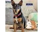 Adopt Buford - Small dog who loves other dogs! a Black Miniature Pinscher /