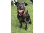 Adopt Nick a Black - with Brown, Red, Golden, Orange or Chestnut Labrador