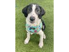 Adopt Nolan a Black - with White Labrador Retriever / Black and Tan Coonhound /