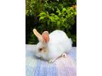 Adopt Bubbles a English Spot / Mixed rabbit in Fairfield, PA (38729134)
