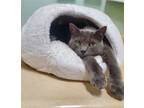 Adopt Pizza a Gray or Blue Domestic Shorthair / Mixed (short coat) cat in