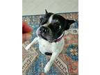 Adopt Panda a Black - with White Boston Terrier / Mixed dog in Plano