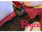 Adopt Bryce a All Black Domestic Shorthair / Mixed (short coat) cat in