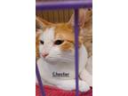 Adopt Chester #sunny-fella a Orange or Red (Mostly) Domestic Shorthair / Mixed