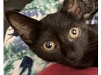 Adopt Puddin a All Black Domestic Shorthair / Mixed (short coat) cat in