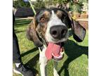 Adopt Oliver a Black Beagle / Harrier / Mixed dog in El Paso, TX (38855850)