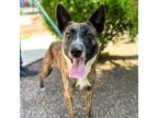 Adopt Maggie Mae a Brindle Border Terrier / Mixed dog in El Paso, TX (38741175)