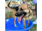 Adopt Elliot a Tan/Yellow/Fawn German Shepherd Dog / Mixed dog in El Paso