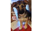 Adopt Mackeral a Tan/Yellow/Fawn - with Black German Shepherd Dog / Mixed dog in