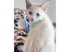 Adopt Erwin a Cream or Ivory Ragdoll (long coat) cat in New Braunfels