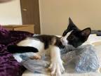 Adopt Eleanor Rigby a Black & White or Tuxedo Domestic Shorthair (short coat)