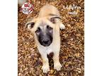 Adopt Lamprey a Brown/Chocolate - with Tan German Shepherd Dog / Mixed dog in