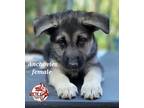 Adopt Anchovies a Black - with Tan, Yellow or Fawn German Shepherd Dog / Mixed