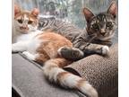 Adopt Cash and Mascarpone: Playful Pair! a Brown Tabby Domestic Shorthair /
