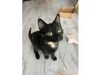 Adopt Biscuit a Tortoiseshell Domestic Shorthair (medium coat) cat in