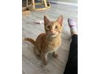 Adopt Bacon a Orange or Red Tabby Domestic Shorthair (medium coat) cat in
