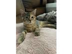 Adopt Anan a Brown or Chocolate Domestic Shorthair cat in Poplar Grove