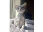 Adopt Rainfall a Gray or Blue Domestic Shorthair cat in Poplar Grove
